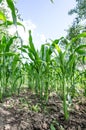 Corn field close-up Royalty Free Stock Photo