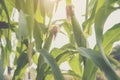 Close up of green corn leaves. Waxy corn field in sunset.