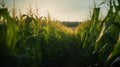 Corn field close up. Green Maize Corn Field Plantation in Summer Agricultural Season. Generative AI Royalty Free Stock Photo