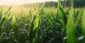 Corn field close up. Green Maize Corn Field Plantation in Summer Agricultural Season. Generative AI Royalty Free Stock Photo