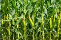 Corn field close up. Green corn in the summer agricultural season. Close up of ears of corn in the field Royalty Free Stock Photo