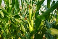 Corn field close up. Selective focus. Green Maize Corn Field Plantation in Summer Agricultural Season. Close up of corn on the cob Royalty Free Stock Photo