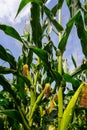 Corn field close up. Selective focus. Green Maize Corn Field Plantation in Summer Agricultural Season. Close up of corn on the cob