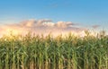 Corn Field Royalty Free Stock Photo