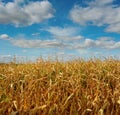 A corn field under a beautiful blue sky with clouds Royalty Free Stock Photo