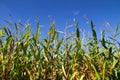 Corn field closeup with green leaves and red stalks against a blue sky on sunny day. Photo taken from a lower angle seeing upwards Royalty Free Stock Photo