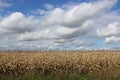 Corn field Royalty Free Stock Photo