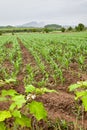 Corn field Royalty Free Stock Photo
