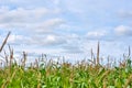 Corn field and cloudy sky in a summer day Royalty Free Stock Photo