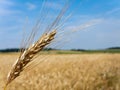 Corn field corn with barley Royalty Free Stock Photo