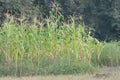 Corn Field, Corn mazes, Corn Silk