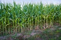 Corn field with corncob near Baden Baden, Baden Wuerttemberg, Germany, Europe