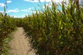Corn field Royalty Free Stock Photo