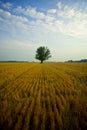 Corn field in countryside Royalty Free Stock Photo