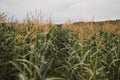 Corn field in countryside. Horizontal color photography