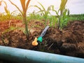 Corn field in the countryside Using drip watering ,system It is an economical agricultural resource. Royalty Free Stock Photo