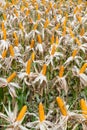 Corn field on crop plant for harvesting.