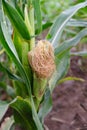 Corn field, cultivated corn cob growing, harvest in the summer, agriculture plants for food, farmland on the countryside