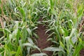Corn field, cultivated corn cob growing, harvest in the summer, agriculture plants for food, farmland