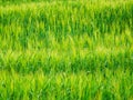Corn field detail Royalty Free Stock Photo