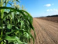 Corn field and field dirt road