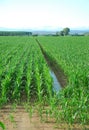 Corn Field Ditch