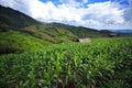 Corn field on Doi Inthanon, Highest mountain in Thailand