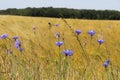 corn field dotted with blue cornflowers