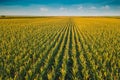 Corn field from drone perspective