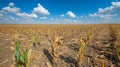 Corn Field with Drought-Affected Crops under a Clear Blue Sky with Industrial Structures in the Background Royalty Free Stock Photo