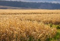 Corn Field Drought Devastation Royalty Free Stock Photo