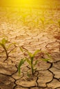 Corn field drought Royalty Free Stock Photo