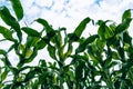 Corn field. drought Royalty Free Stock Photo