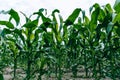 Corn field. drought Royalty Free Stock Photo