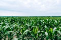 Corn field. drought Royalty Free Stock Photo