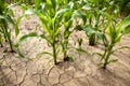 Corn field during drought, hot weather, cracked ground, dry soil.