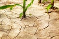 Corn field during drought, hot weather, cracked ground, dry soil.