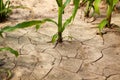 Corn field during drought, hot weather, cracked ground, dry soil.