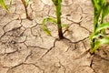 Corn field during drought, hot weather, cracked ground, dry soil.