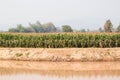 Corn field in dry season, Thailand