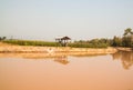 Corn field in dry season, Thailand