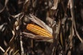 Corn in the field Royalty Free Stock Photo