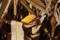 Corn in the field Royalty Free Stock Photo