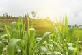 Corn field in early morning light, Corn leaves