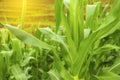 Corn field in early morning light, Corn leaves