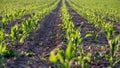 Corn field in early summer