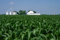 Corn Field Royalty Free Stock Photo