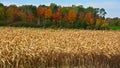 Corn field farm in fall season Royalty Free Stock Photo