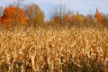 Corn field farm in fall season in Bromont Royalty Free Stock Photo