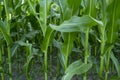 Corn field in farmland at summer.